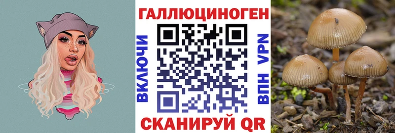 Галлюциногенные грибы Psilocybe  Новый Оскол 